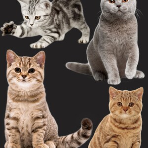 Cat PNG Set Cats ClipArt Cat for Photo PNG for Photographer | Etsy