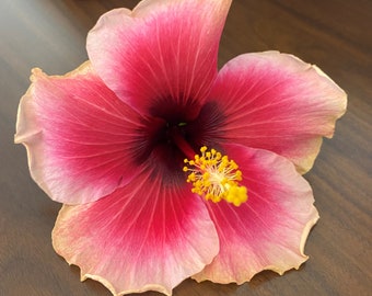 Tropical Fancy Hibiscus rosa-sinensis ~ Pretty In Pink ~ Live Starter Plant
