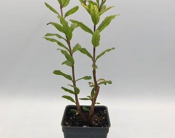 Sirenevyi  Pomegranate Tree ~ Punica granatum 'Sirenevyi ' ~ Live Plant
