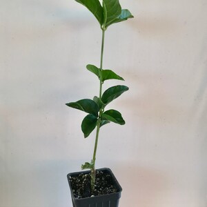 Supreme Grand Duke of Tuscany ~ Jasminum Sambac ~ Jasmine ~ Live Plant image 2