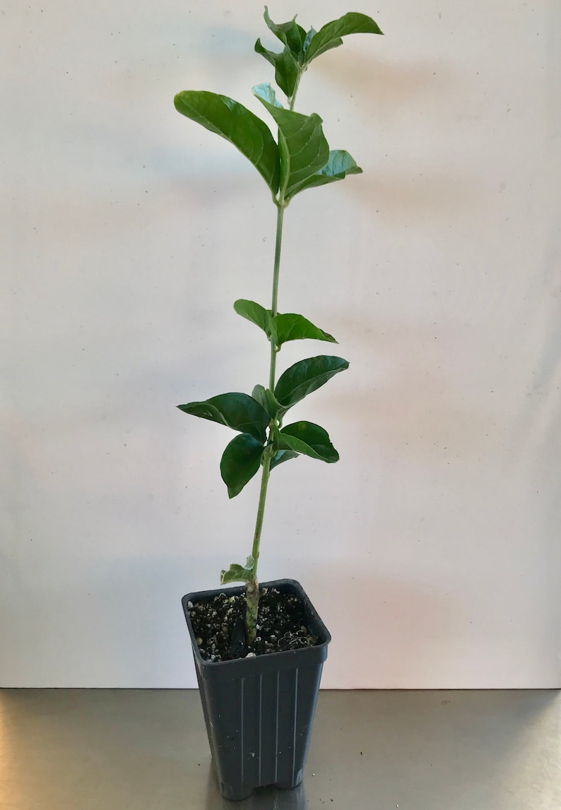 Supreme Grand Duke of Tuscany ~ Jasminum Sambac ~ Jasmine ~ Live Plant image 2