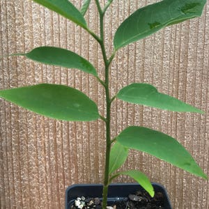 Sugar Apple ~ Sweetsop ~ Annona squamosa ~ Fruit Tree ~ Live Plant
