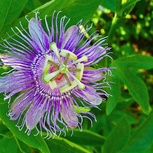 May include: Close-up of a passion flower with vibrant purple and white petals, surrounded by green leaves. The flower's intricate design features radial filaments and a central structure with yellow and green accents. The image highlights the flower's delicate beauty.