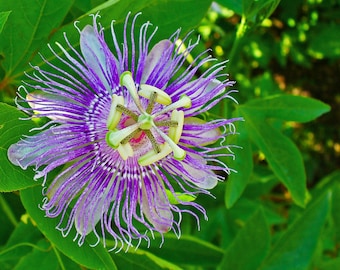 Maypop Passiflora incarnata ~ Purple Passionflower ~ Live Plant