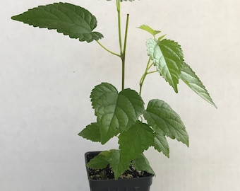 Dwarf Everbearing Mulberry Fruit Tree ~ Morus sp. ~ Live Plant