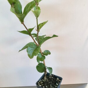 Supreme Grand Duke of Tuscany ~ Jasminum Sambac ~ Jasmine ~ Live Plant image 4