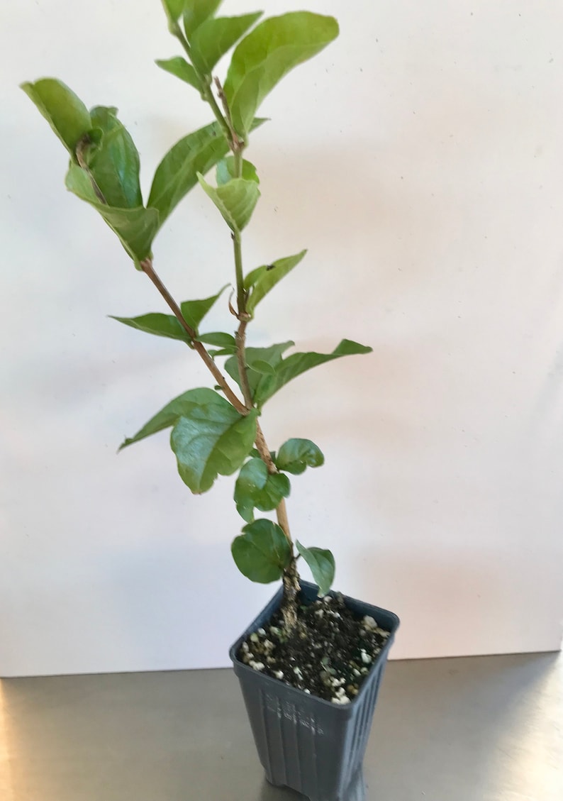 Supreme Grand Duke of Tuscany ~ Jasminum Sambac ~ Jasmine ~ Live Plant image 4