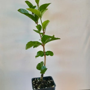 Supreme Grand Duke of Tuscany ~ Jasminum Sambac ~ Jasmine ~ Live Plant image 3