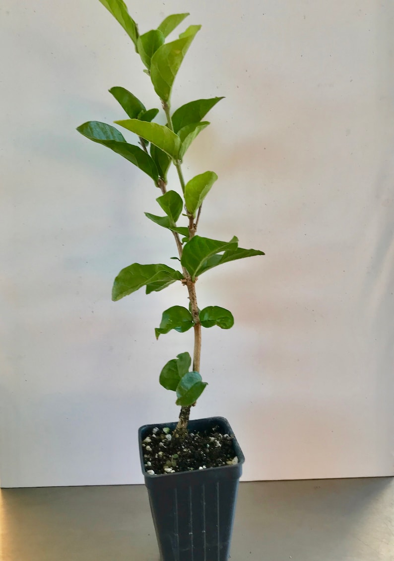 Supreme Grand Duke of Tuscany ~ Jasminum Sambac ~ Jasmine ~ Live Plant image 3