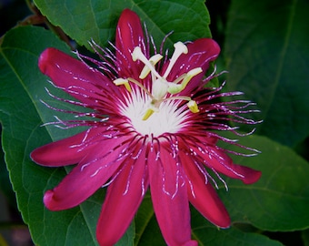 Passiflora Vine ~ 'Lady Margaret' ~ Passion Flower ~ Live Plant