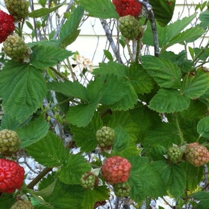 May include: Close-up of a raspberry bush with green leaves and multiple berries in various stages of ripeness. Some berries are a vibrant red, while others are green or turning red. The bush is outdoors.