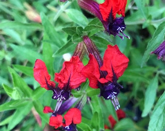 Cuphea llavea ~ Bat Face ~ Live Starter Plant
