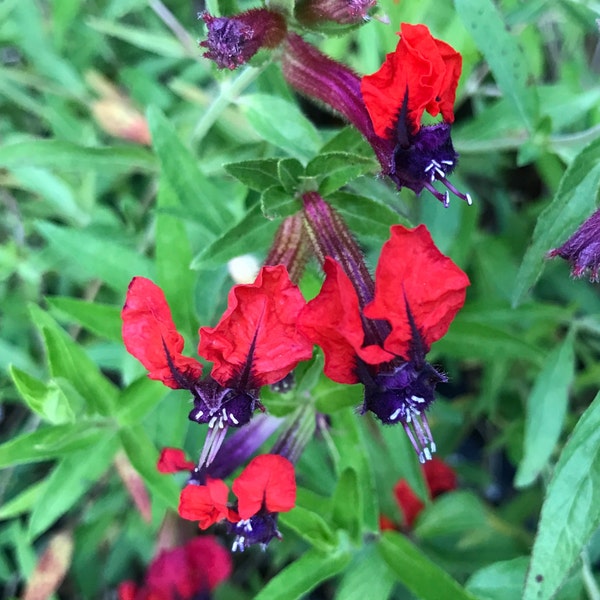 Cuphea llavea ~ Bat Face ~ Live Starter Plant