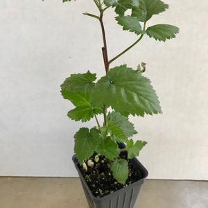 Pu&ograve; includere: Una giovane pianta verde con foglie seghettate che cresce da un fusto marrone rossastro scuro. La pianta &egrave; in un piccolo vaso quadrato di plastica grigia riempito di terriccio scuro, con particelle di perlite bianca visibili nel composto.