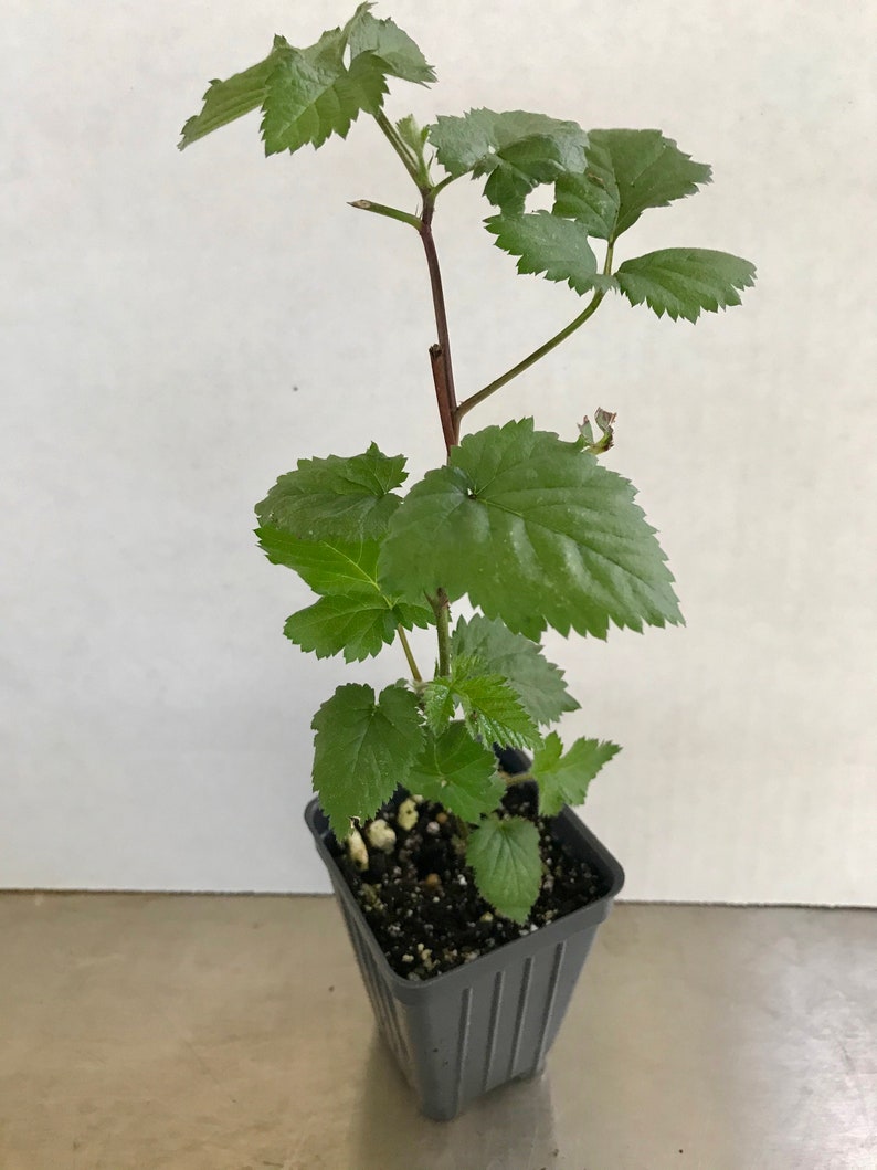 Pu&ograve; includere: Una giovane pianta verde con foglie seghettate che cresce da un fusto marrone rossastro scuro. La pianta &egrave; in un piccolo vaso quadrato di plastica grigia riempito di terriccio scuro, con particelle di perlite bianca visibili nel composto.