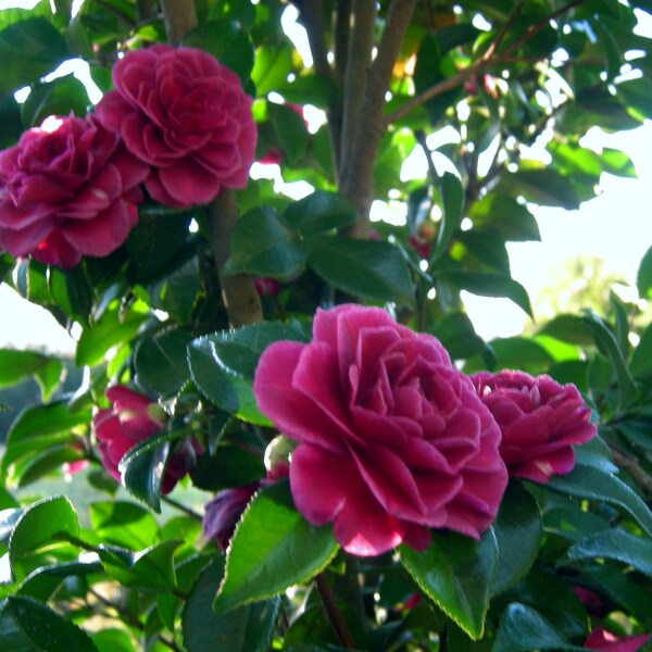 Camellia "Purple Haze" ~ Sasanqua Camellia ~ Live Plant