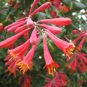 May include: Close-up of vibrant red honeysuckle flowers with yellow stamens, set against a backdrop of green foliage. The tubular flowers are in full bloom, showcasing their delicate structure and color.