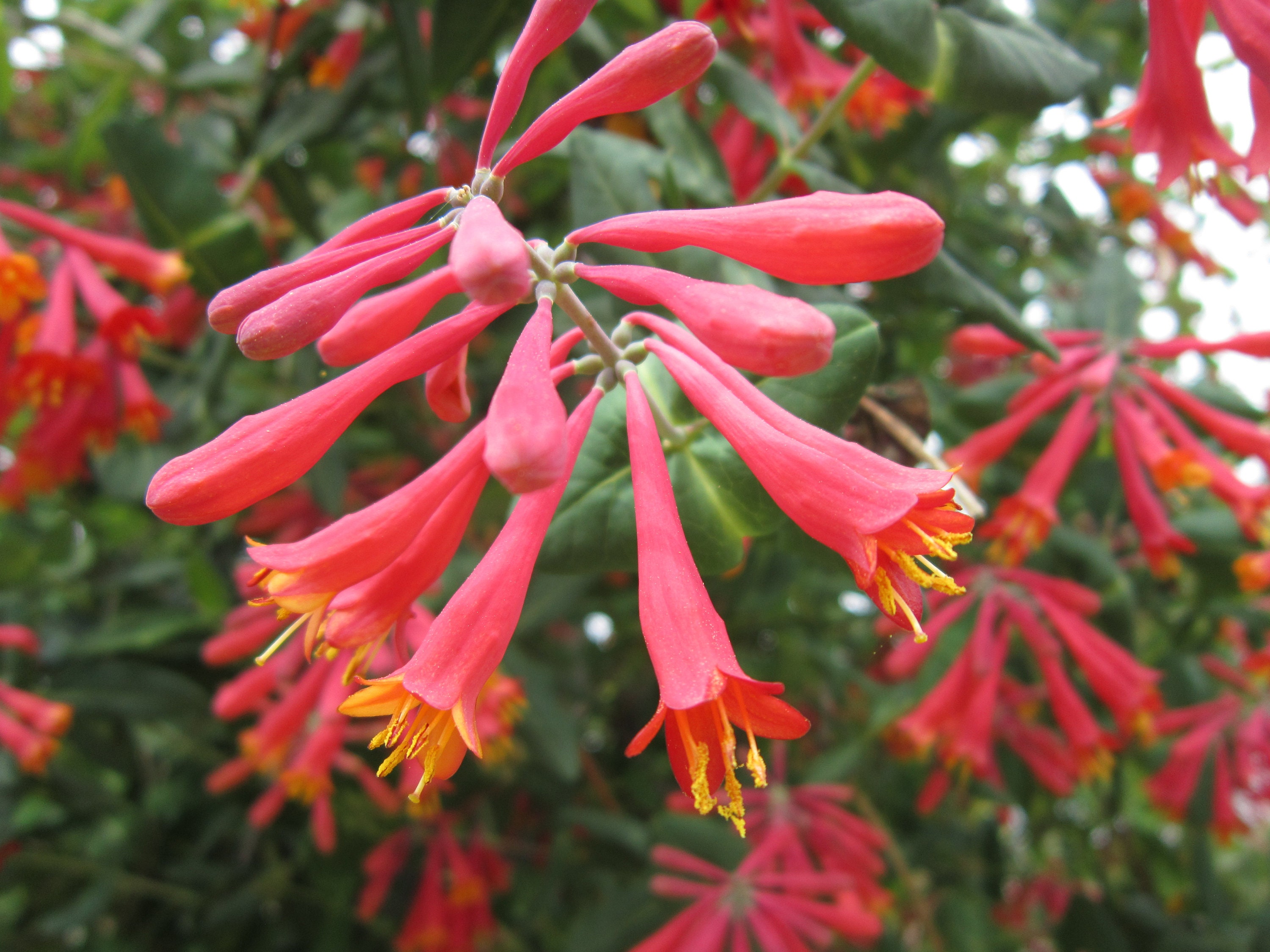 Coral Honeysuckle Lonicera Sempervirens | lupon.gov.ph