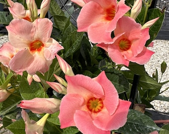 Giant Peach Sunrise ~ Giant Mandevilla Hybrid ~ Live Plant