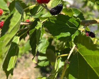 Può includere: Primo piano di un ramo di gelso con foglie verdi e bacche mature. Le bacche sono di colore rosso scuro e nero, con una superficie strutturata. Le foglie sono di un verde vibrante.