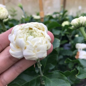 Supreme Grand Duke of Tuscany ~ Jasminum Sambac ~ Jasmine ~ Live Plant image 1