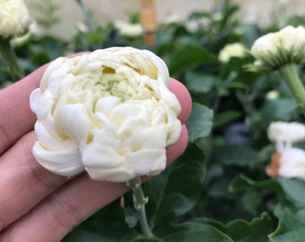 Può includere: Un fiore di gelsomino bianco a petali multipli con una struttura densa e stratificata. Il fiore è attaccato a un sottile stelo verde con foglie ovali verde scuro visibili sullo sfondo, che mostrano una consistenza naturale e organica.