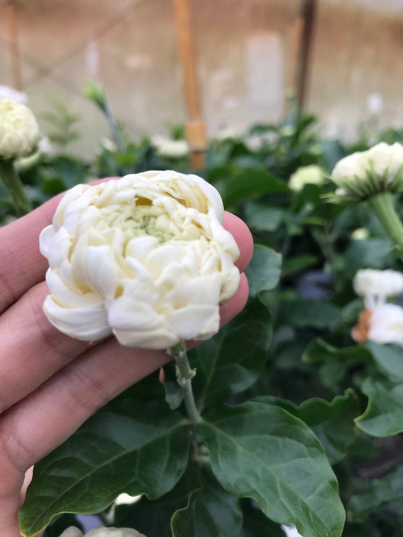 Supreme Grand Duke of Tuscany ~ Jasminum Sambac ~ Jasmine ~ Live Plant