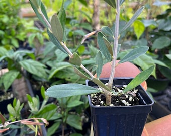Arbequina Olive Tree ~ Olea europaea 'Arbequina' ~ Live Plant
