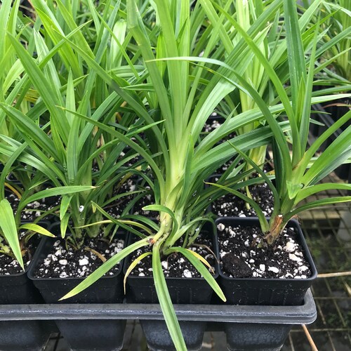 Pandan Plant / Pandanus Amaryllifolius / Pulao Plant / 1 Etsy