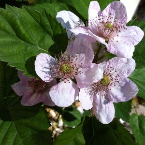 Pu&ograve; includere: Un grappolo di fiori di mora rosa pallido con cinque petali delicati ciascuno, caratterizzati da un ricettacolo centrale verde circondato da numerosi stami con antere scure, su uno sfondo di foglie verde scuro seghettate.
