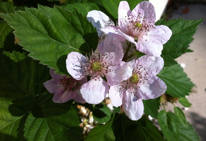 Pu&ograve; includere: Un grappolo di fiori di mora rosa pallido con cinque petali delicati ciascuno, caratterizzati da un ricettacolo centrale verde circondato da numerosi stami con antere scure, su uno sfondo di foglie verde scuro seghettate.