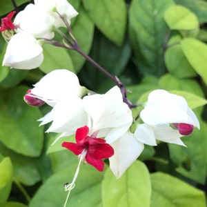 May include: Close-up of a flowering plant with white, heart-shaped petals and vibrant red accents. The flowers are set against a backdrop of lush green leaves, creating a striking contrast. The plant's stems are a deep purple.