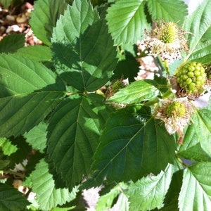 Pu&ograve; includere: Una pianta di mora con foglie verdi seghettate e venature prominenti. La pianta mostra diverse piccole bacche verdi in via di sviluppo e delicati fiori bianchi con petali sottili, che catturano le prime fasi della crescita del frutto.