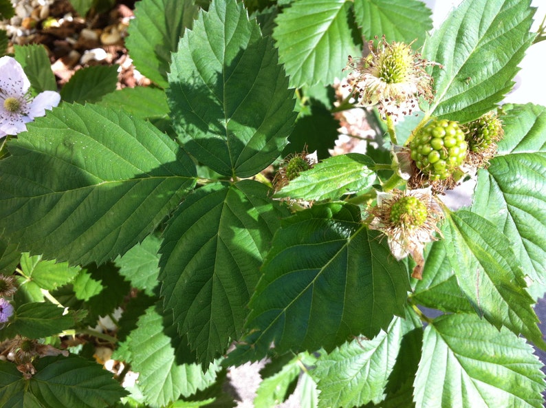 Pu&ograve; includere: Una pianta di mora con foglie verdi seghettate e venature prominenti. La pianta mostra diverse piccole bacche verdi in via di sviluppo e delicati fiori bianchi con petali sottili, che catturano le prime fasi della crescita del frutto.