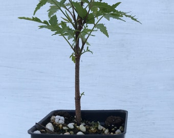 Neem Tree ~ Azadirachta indica ~ Indian lilac ~ Live Starter Plant