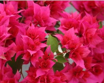 Bougainvillea 'Double Red' ~ Live Plant
