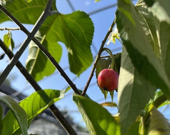 Jamaican Cherry ~ Strawberry Tree ~ Muntingia calabura  ~ Live Starter Plant