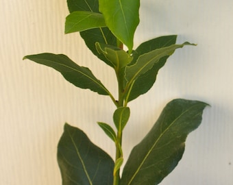 Bay Leaf Herb ~ Sweet Bay Laurel ~ Laurus nobilis ~ Live Starter Plant