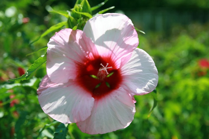 Cold Hardy Hibiscus 'Lady Baltimore' Hibiscus moscheutos Live Plant