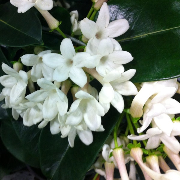 Madagascar jasmine ~ "Stephanotis floribunda"  Live Starter Plant