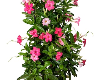 Giant Dark Pink ~ Giant Mandevilla ~ Live Plant