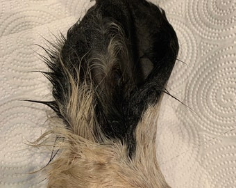 CLEARANCE SALE! Now 1/2 price! Fuzzy Ears!!  All Natural Cow Ears with hair. Dog, pet treats
