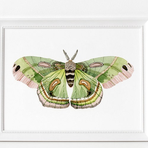 Green Cecropia Moth Watercolour Digital Print Instant Art - Etsy