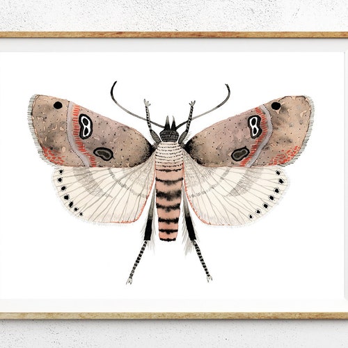 Moth Watercolour Digital Print Instant Art INSTANT DOWNLOAD - Etsy
