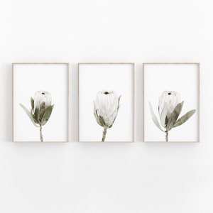 White Protea Set of 3 Print, Instant Art INSTANT DOWNLOAD Printable Wall Decor, Modern Minimalist Poster