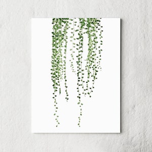 String Of Pearl Plant Print Instant Art INSTANT DOWNLOAD Printable Watercolor Wall Decor