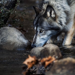 Gray Wolf in Creek - Wildlife Photography - TRD Photography