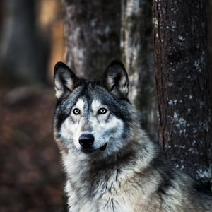 Gray Wolf - Photography Print