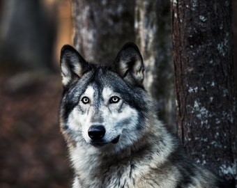 Gray Wolf - Photography Print - Wildlife Wall Art - Wolf Wall Art - Wolf Photo Print - Nature Wall Art - Wildlife Photo Print