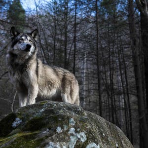 Gray Wolf - Wildlife Photographic Art Print